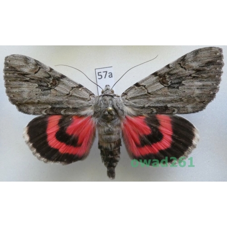 Catocala electa (Vieweg, 1790) male ex. ovo Slovakia57a